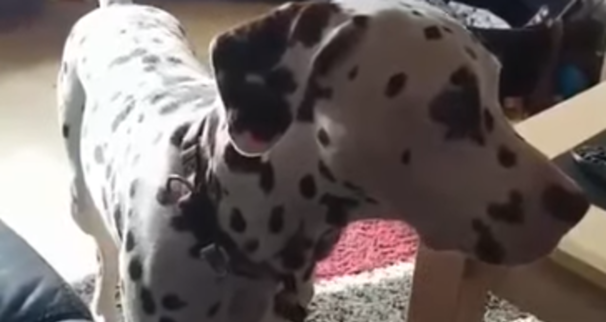 Znaju li psi što se događa na TV-u kada ga gledaju? Ovaj pas sigurno zna!