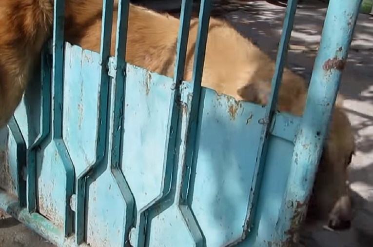Monstrum iz Belog Manastira vilama ubio psa koji mu je zaglavio u ogradi