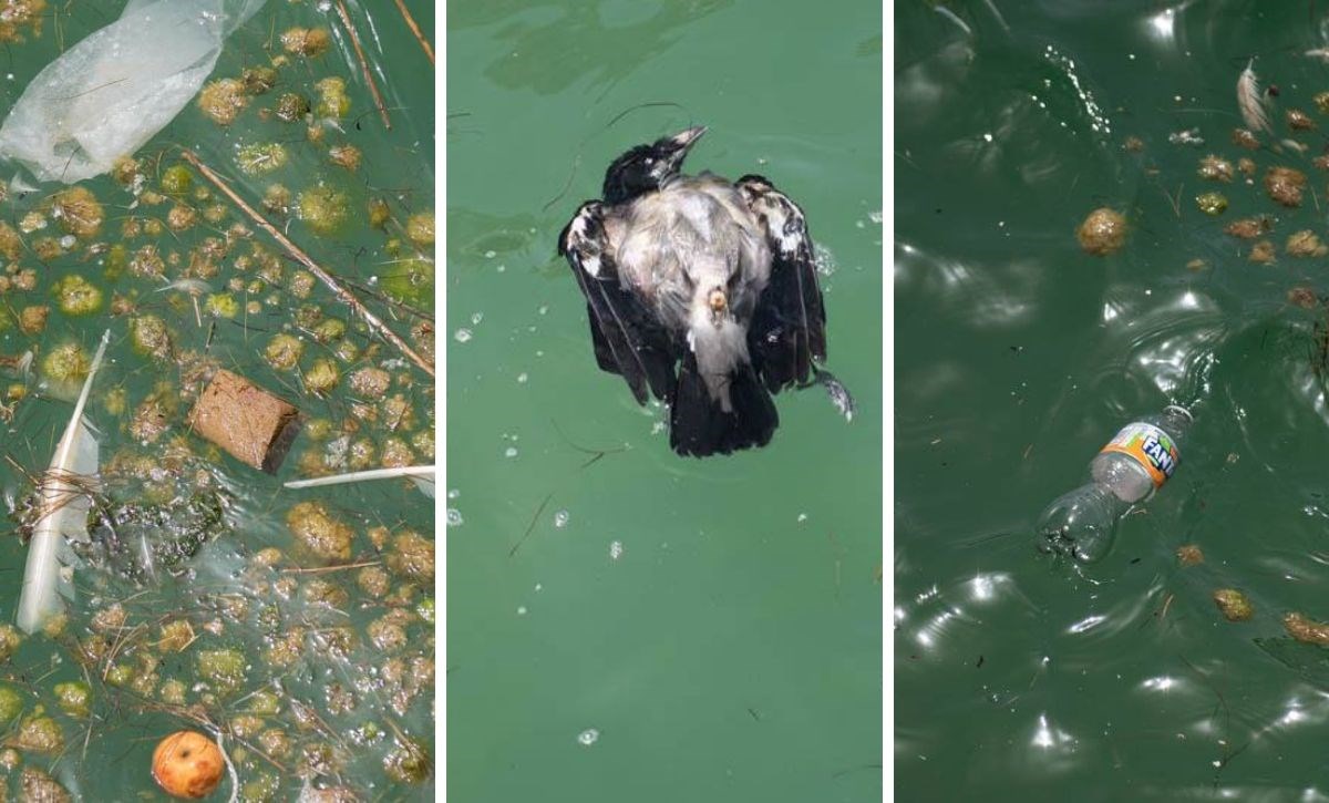 FOTO Ovo je šibenska plaža. Izgleda li vama ovo kao "izvrsna kvaliteta mora"?