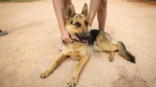 Hrabri njemački ovčar zaštitio dječaka u strašnoj noći i spasio mu život