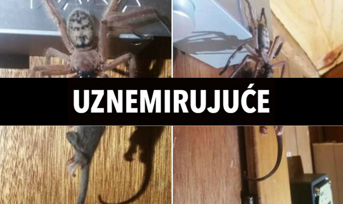 FOTO Pauk u Australiji uhvatio i jeo patuljastog oposuma