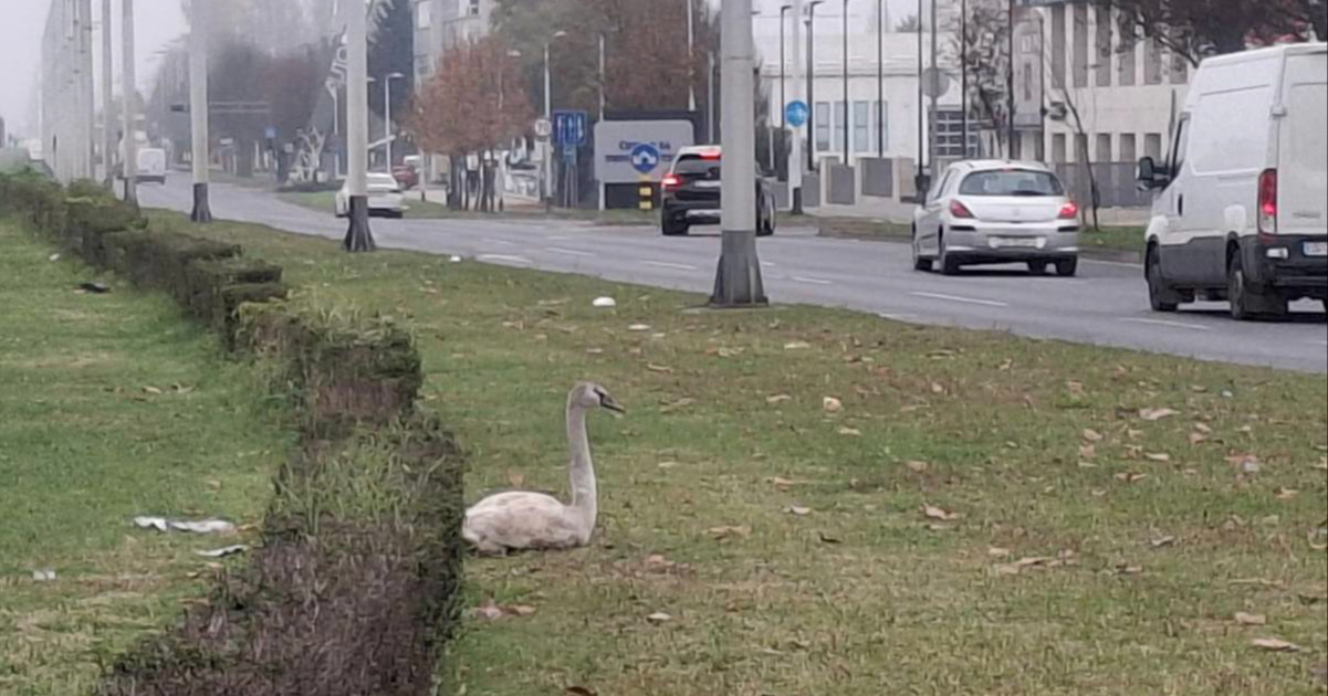 Mladi labud zalutao na Heinzelovu ulicu u Zagrebu, zbunili ga smog i magla