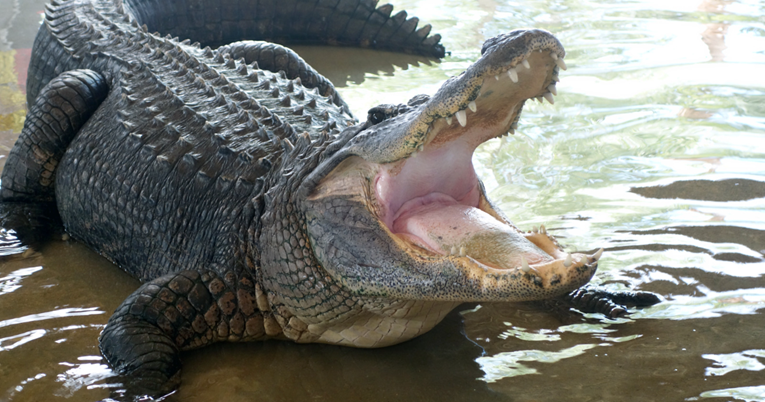 Aligator zgrabio štene, vlasnik se hrvao s njim kako bi ga spasio