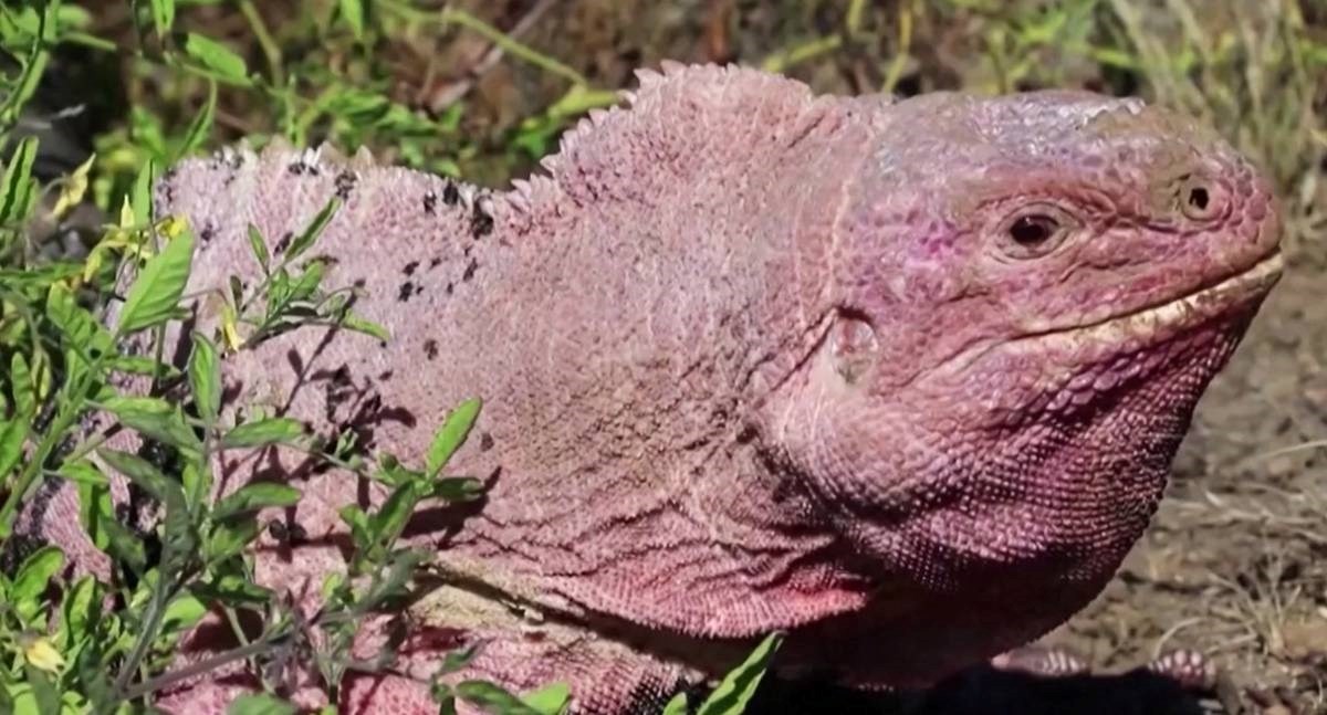 VIDEO Prvi put viđeni mladunci ružičaste iguane, izgledaju drugačije od odraslih