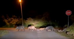 Grad Zagreb o divljim svinjama: Ne tjerajte ih ako ih vidite, pse stavite na povodac