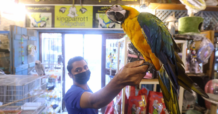 FOTO Egzotične ptice u centru Dohe atrakcija su za posjetitelje SP-a