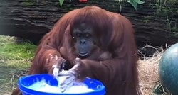 VIDEO Orangutanica vidjela ljude da peru ruke pa je počela i ona