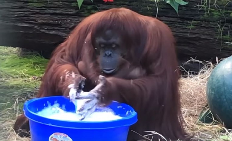 "Budite kao Sandra": Orangutanica počela prati ruke kad je vidjela ljude da to rade