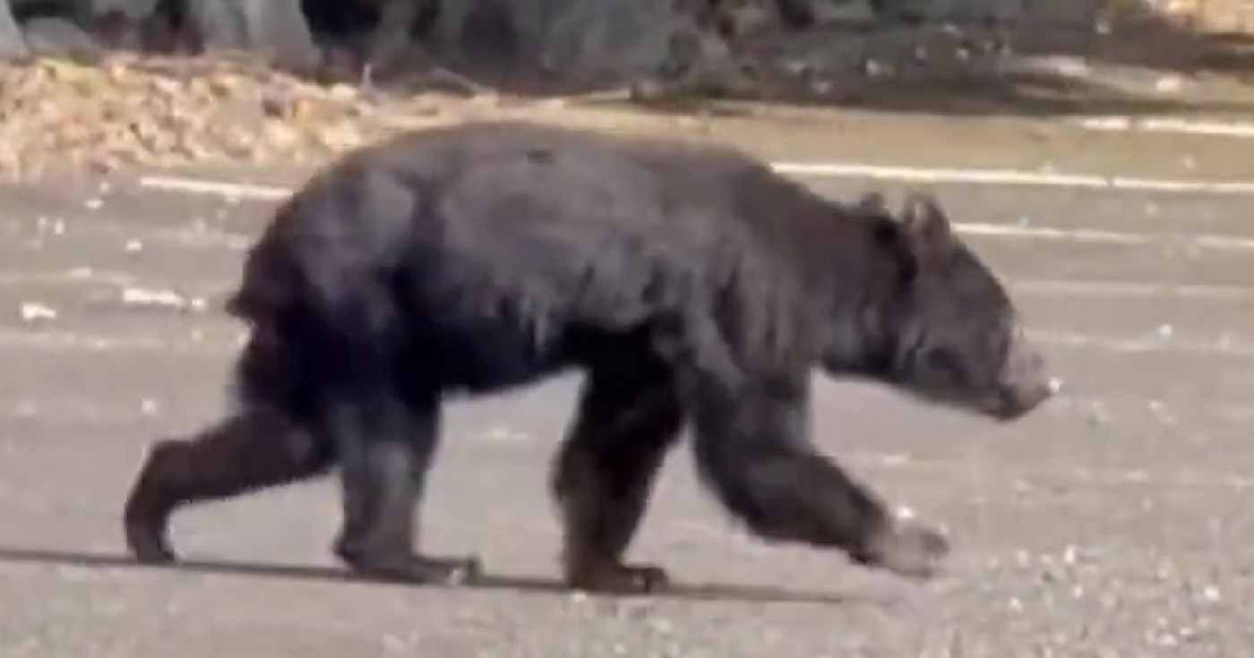 Japan se bori s rekordnim brojem smrtonosnih napada medvjeda