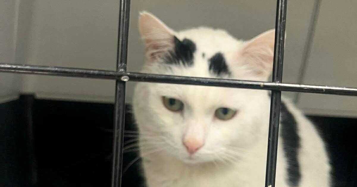 "Nemojmo ga ostaviti kad je najteže": Najpoznatiji šibenski mačak treba pomoć