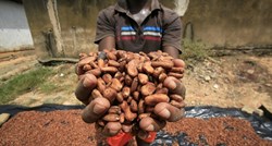 U zemlji koja je najveći proizvođač kakaovca na svijetu zbog jake kiše porastao urod