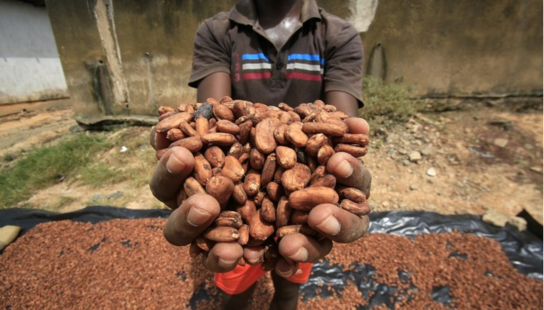 U zemlji koja je najveći proizvođač kakaovca na svijetu zbog jake kiše porastao urod