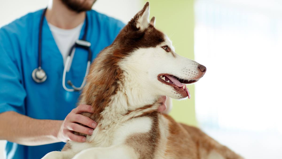 Nepoželjna ponašanja vlasnika: Idete li na živce svom veterinaru?