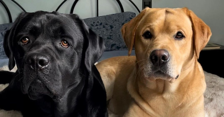 Labrador nakon 31 godinu više nije najpopularniji pas. Ova je pasmina preuzela titulu