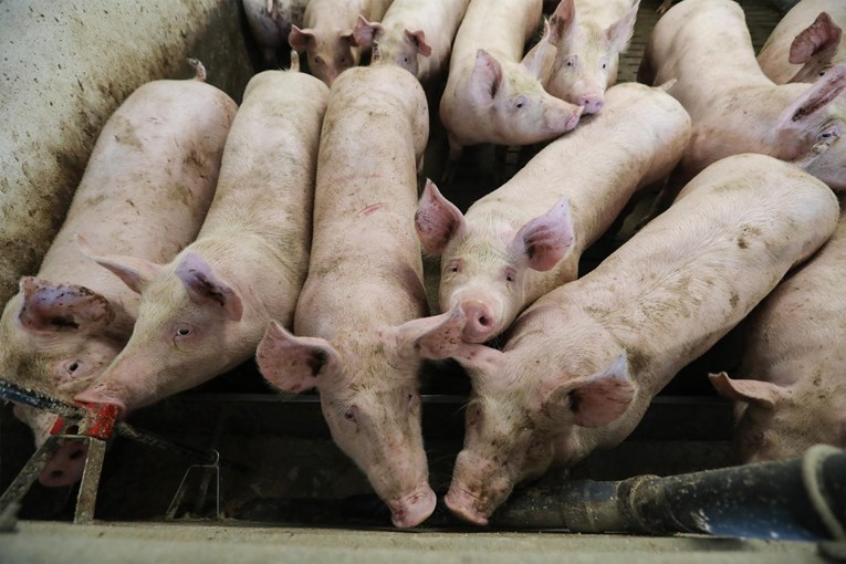 Vučković se sastala s uzgajivačima svinja, razgovarali su o problemima u sektoru