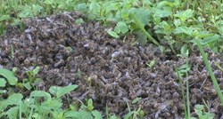 Uginuli milijuni pčela u Bilogori, sve inspekcije na terenu