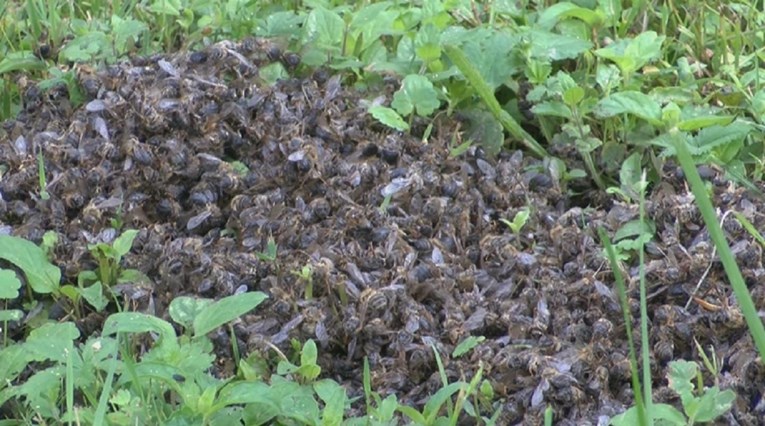 Uginuli milijuni pčela u Bilogori, sve inspekcije na terenu