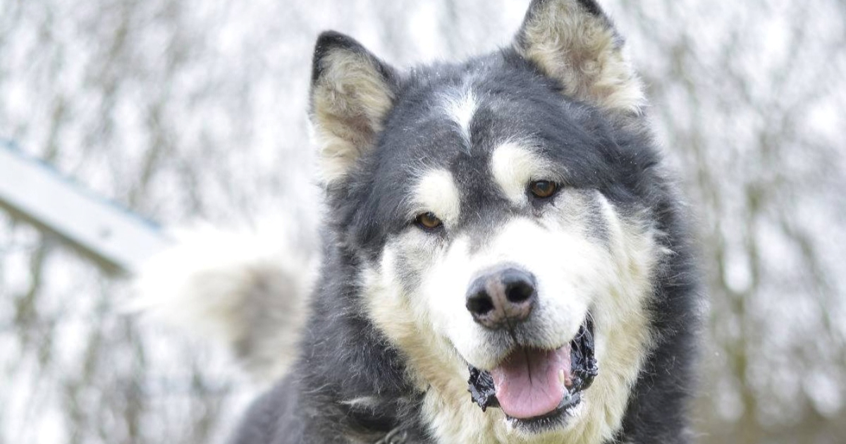 Max traži utjehu: Završio je u skloništu nakon smrti svog čovjeka