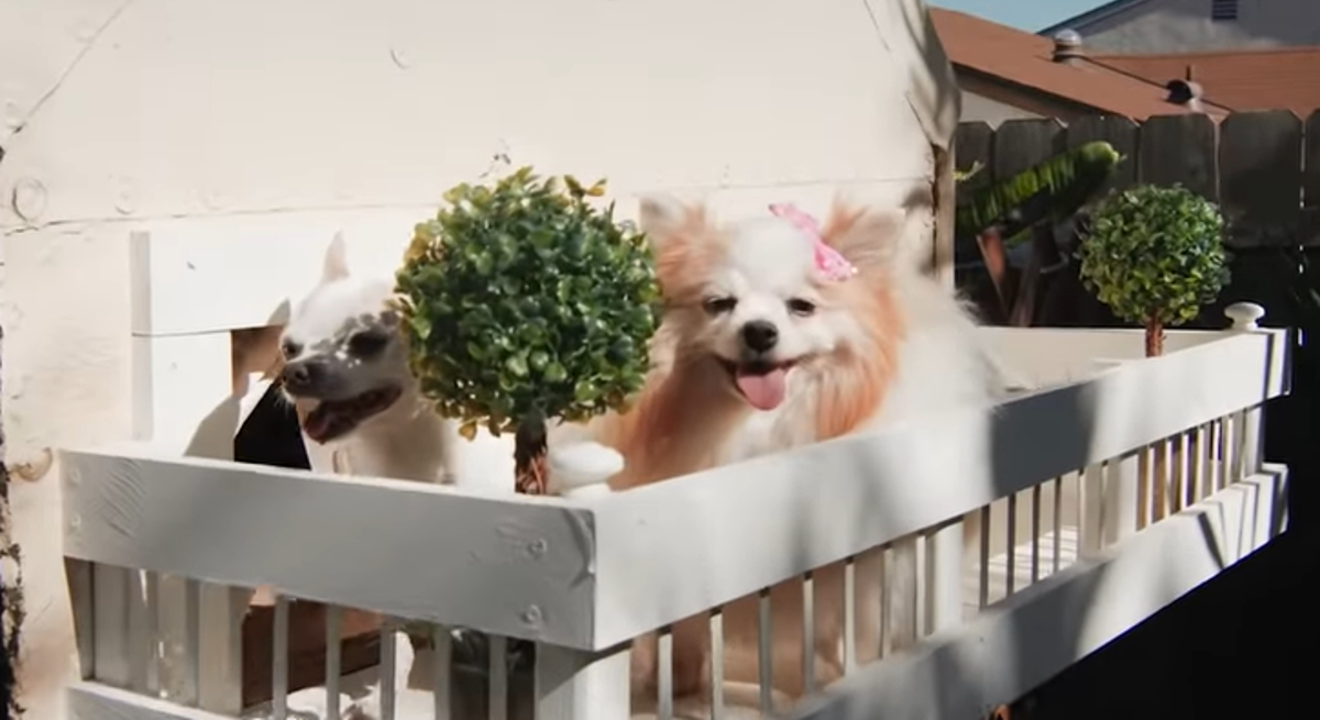 Šokirat ćete se kada vidite luksuzne kućice u kojima žive ovi psi