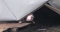VIDEO Pas spašen ispod ruševine nakon uragana, četiri dana bio je bez vode i hrane