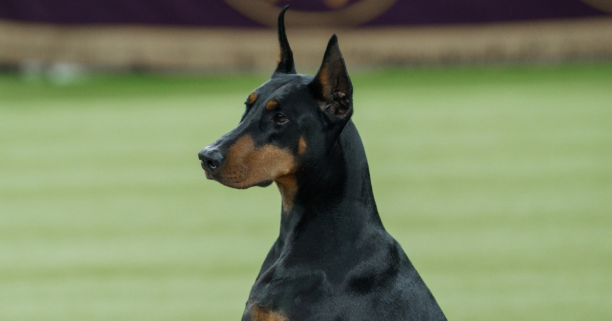 Dobermanka osvojila titulu najljepšeg psa SAD-a, ljudi komentiraju: "Barbarizam"