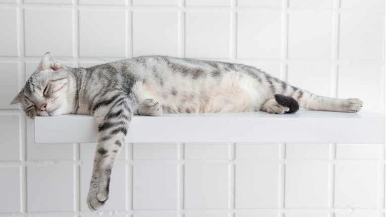 Saznajte 5 zanimljivih činjenica o spavanju mačaka