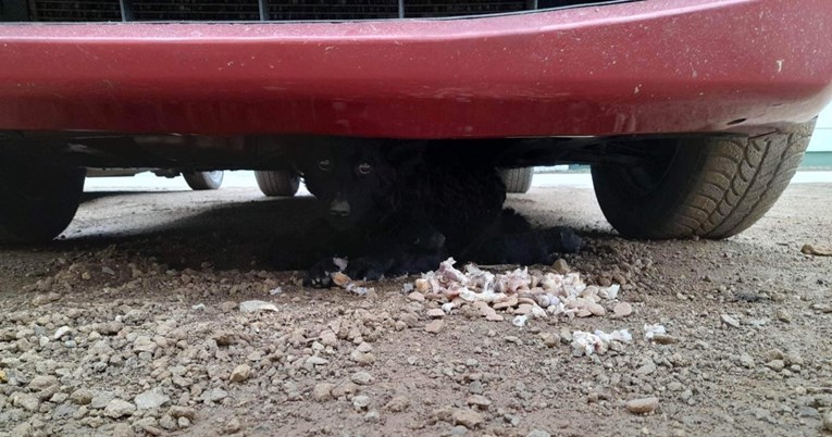 Kujica se s tek rođenim štencima skrila ispod auta, mala obitelj je spašena