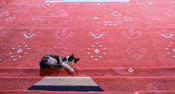 Mačka prošetala crvenim tepihom Sarajevo Film Festivala i ukrala svu pažnju
