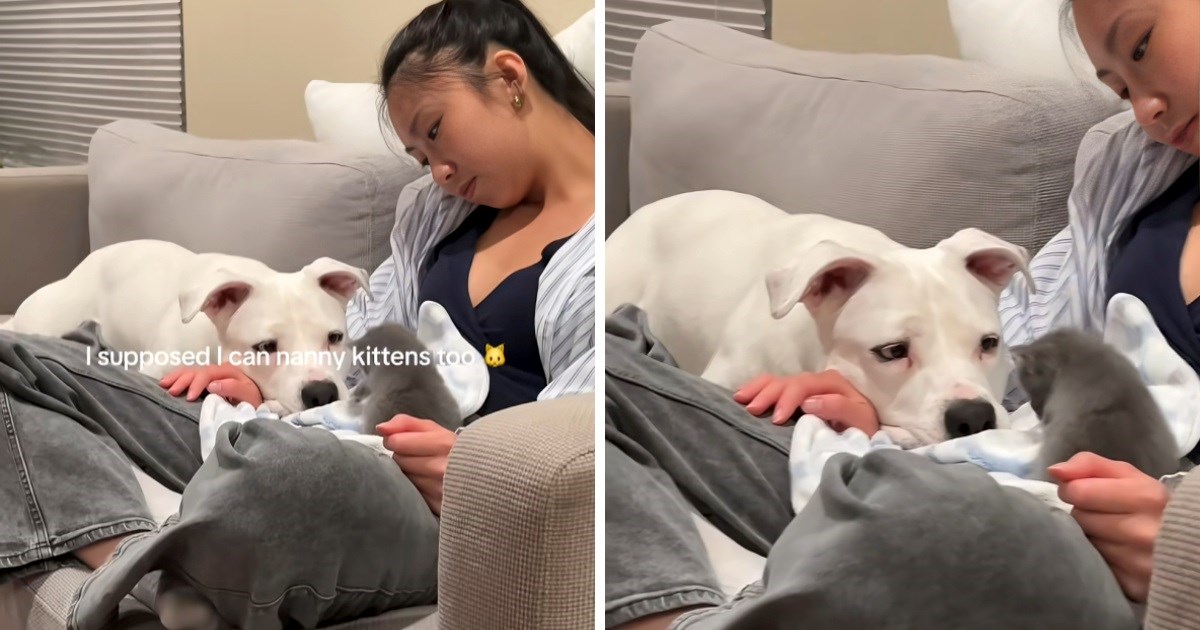 Pas je prvi put vidio mačića. Njegova preslatka reakcija će vam uljepšati dan