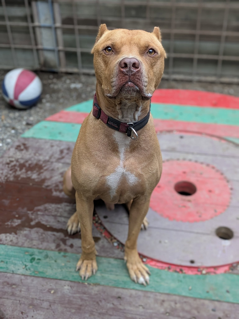 Mateo je jedan jako pametan pas koji traži vlasnika koji će ga razumjeti