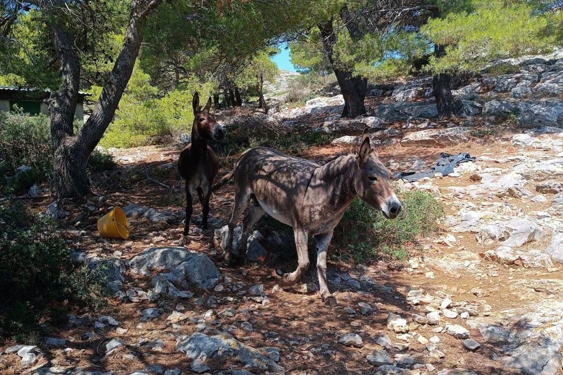 Sumnjalo se da vlasnik zanemaruje magarce na otočiću u Kornatima. Dobili su novi dom