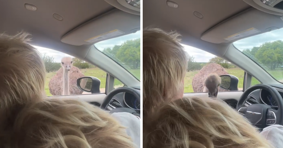 VIDEO Boris Johnson doživio urnebesan trenutak u Teksasu, noj ga ugrizao za ruku