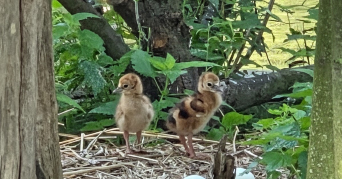 Zagrebački ZOO dobio prinove: Izlegli su se ptići ugrožene vrste iz Afrike