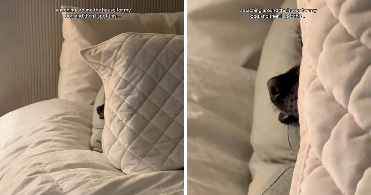 Vlasnica tražila psa po cijeloj kući, našla ga na neočekivanom mjestu