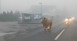 VIDEO Nečiji bik lagano šeće po cesti, krenuo je prema Varaždinu