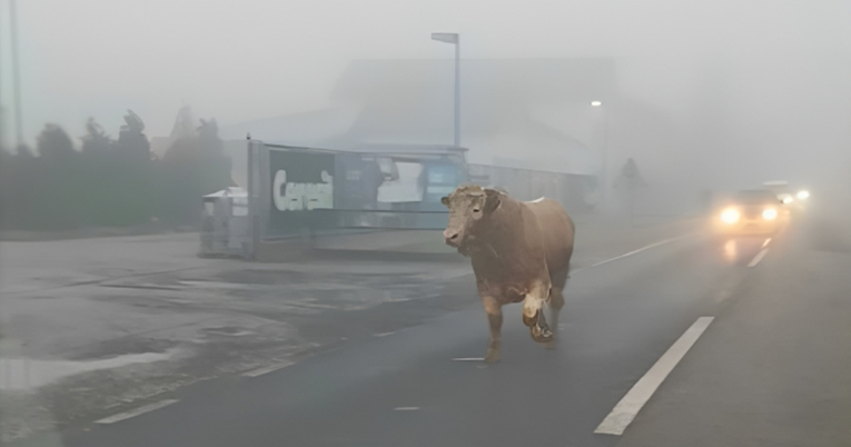 VIDEO Nečiji bik lagano šeće po cesti, krenuo je prema Varaždinu