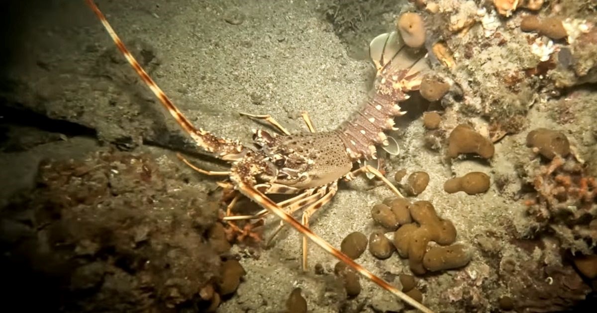 Ronilac snimio jadranske noćne grabežljivce, snimka je očaravajuća