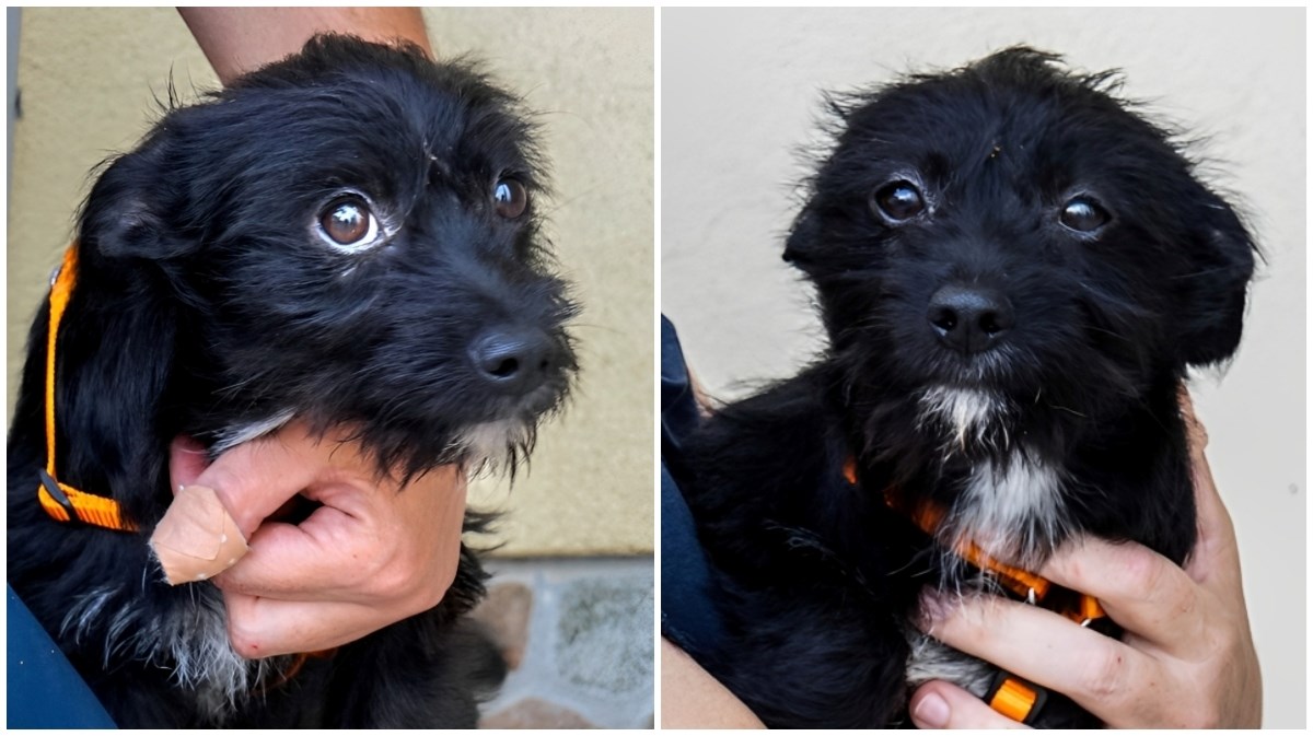 Maša je pronađena u žbunju kod Nove Gradiške. Umiljata je i brzo skuži tko je dobar