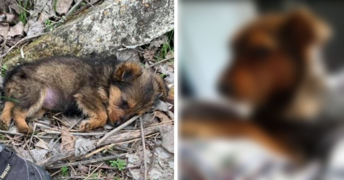 Goran pronašao bolesno štene na ulici i pružio mu dom, ovako pas danas izgleda