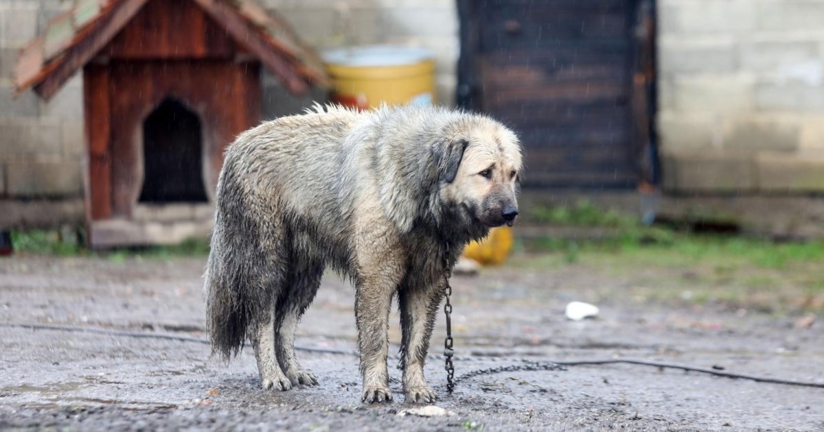 Nakon potresa besplatno mikročipiranje, cijepljenje i kastracija