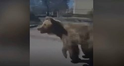 Ubijen medvjed koji je u Slovačkoj ozlijedio pet ljudi, među njima i curicu (10)