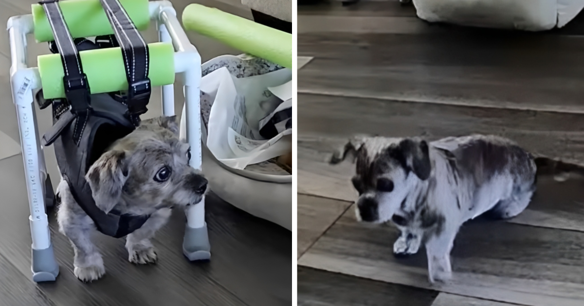 Paralizirani pas šokirao vlasnicu kada ga je uhvatila na kameri kako hoda