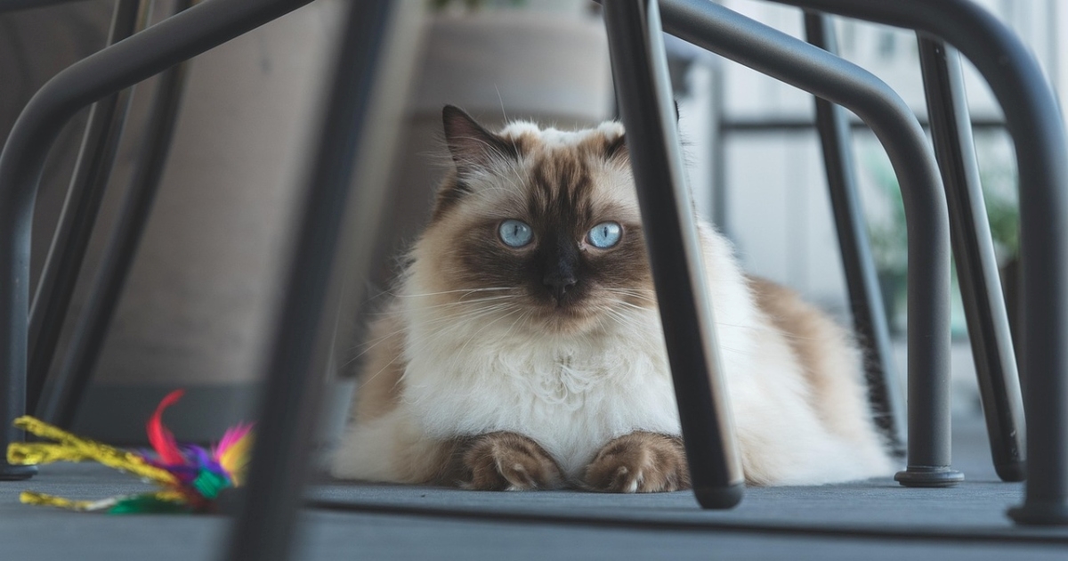 Mačka koja nikad ne grebe namještaj: Uz pravi pristup, ne morate se bojati štete
