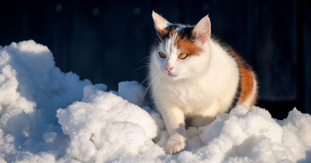Upozorenje vlasnicima: Mačke masovno stradavaju zbog jedne zimske navike