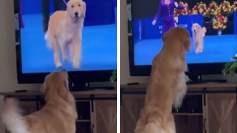 Zlatni retriver ugledao sebi sličnog psa na televizoru i odmah se zaljubio