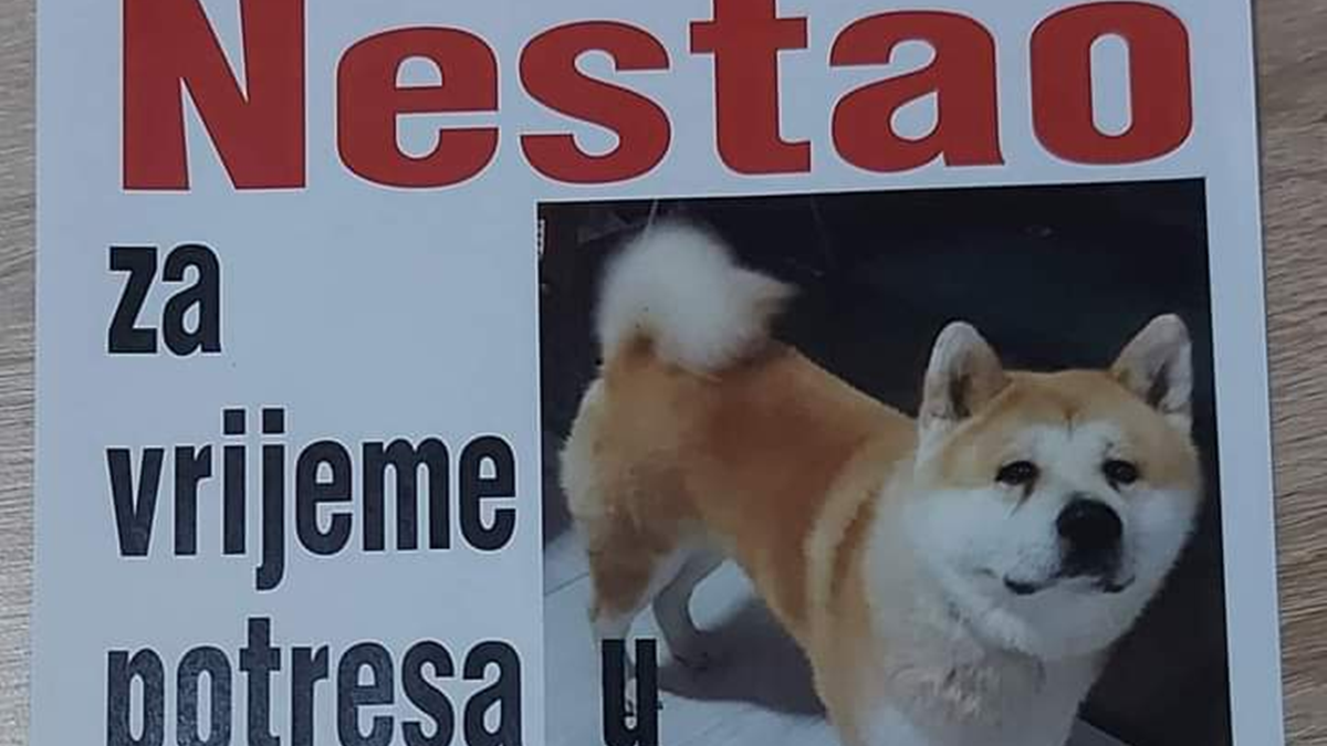 Hachi nestao za vrijeme potresa u Petrinji, vlasnici nalazniku nude novčanu nagradu