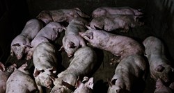 Udruga: Svinje koje zbog kuge idu u klaonice budu natrpane, gaze se i tuku