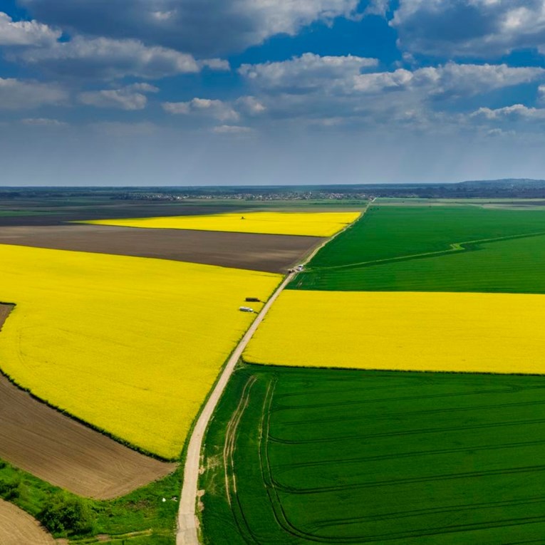 Fotka dana: Uljana repica prekrila slavonska polja, prizori su predivni