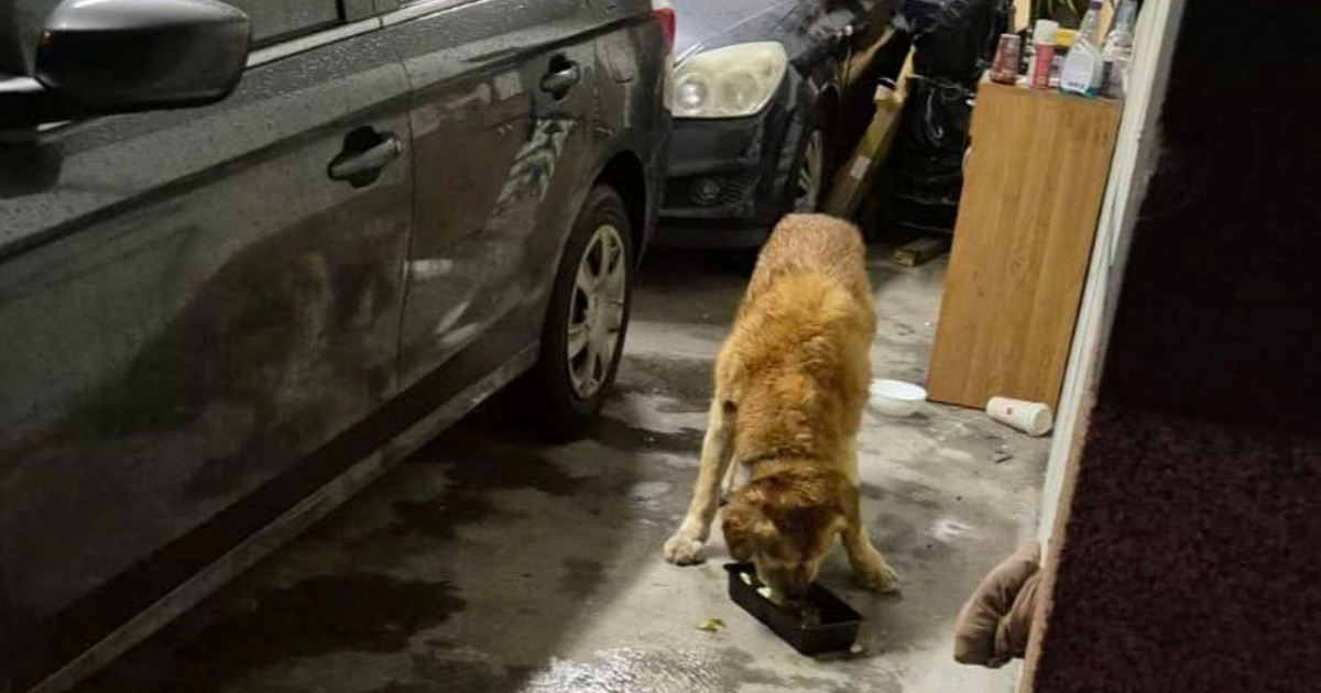 Ben se sklonio od hladnoće u tuđu garažu, a onda je uslijedio dirljiv rasplet