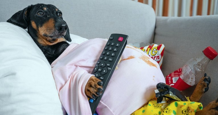 Što psi vide kad gledaju televiziju?